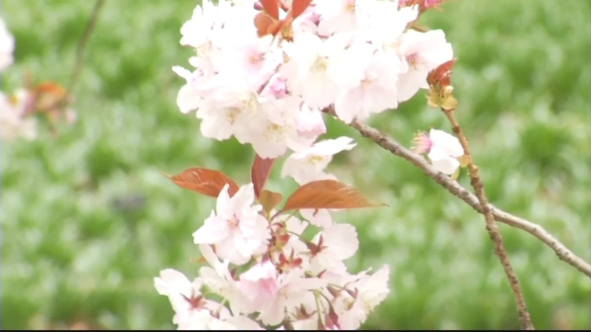 Cherry blossoms arrive at Brooklyn Botanic Garden