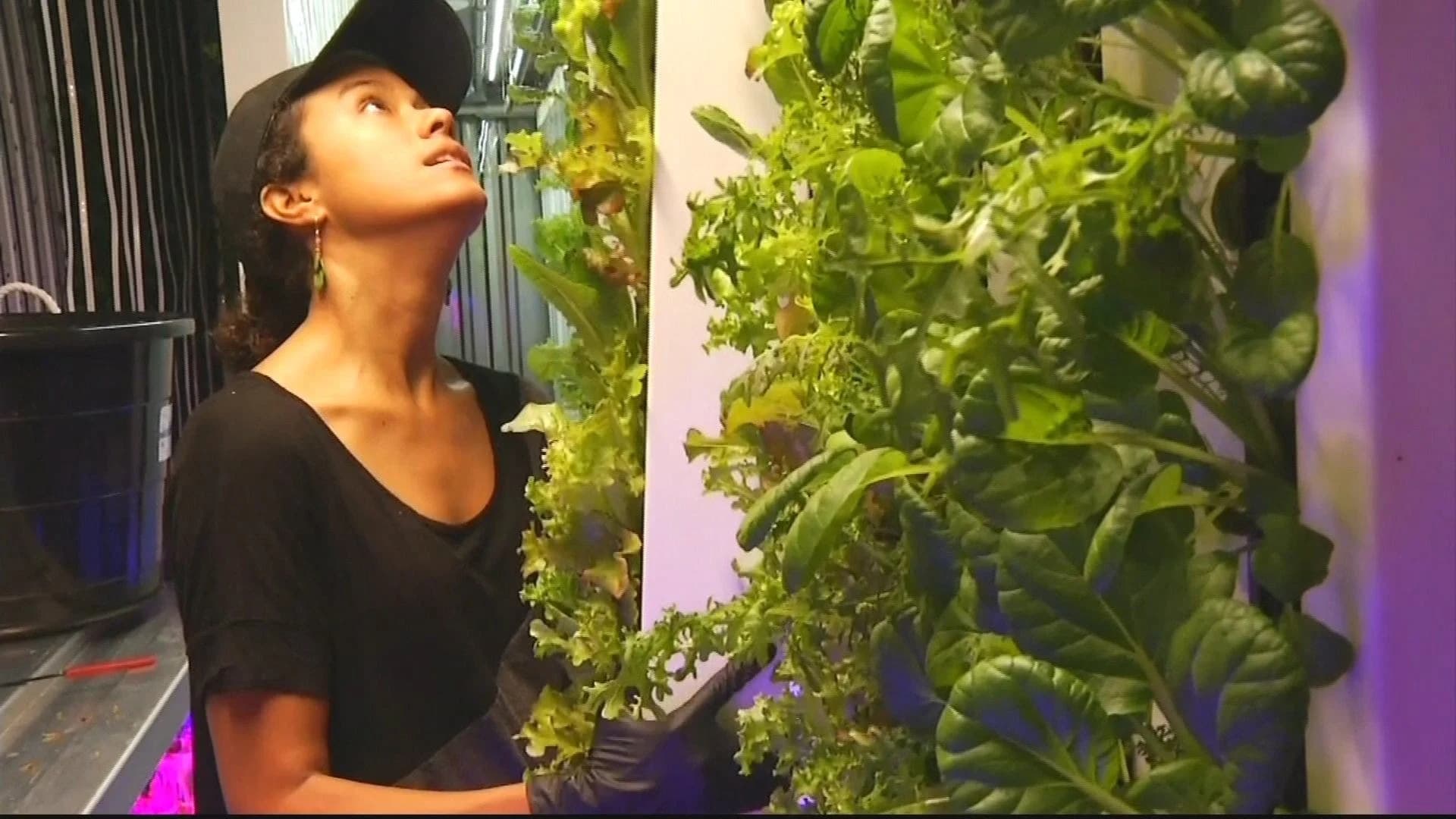 Urban farm in Bed-Stuy operates out of shipping containers
