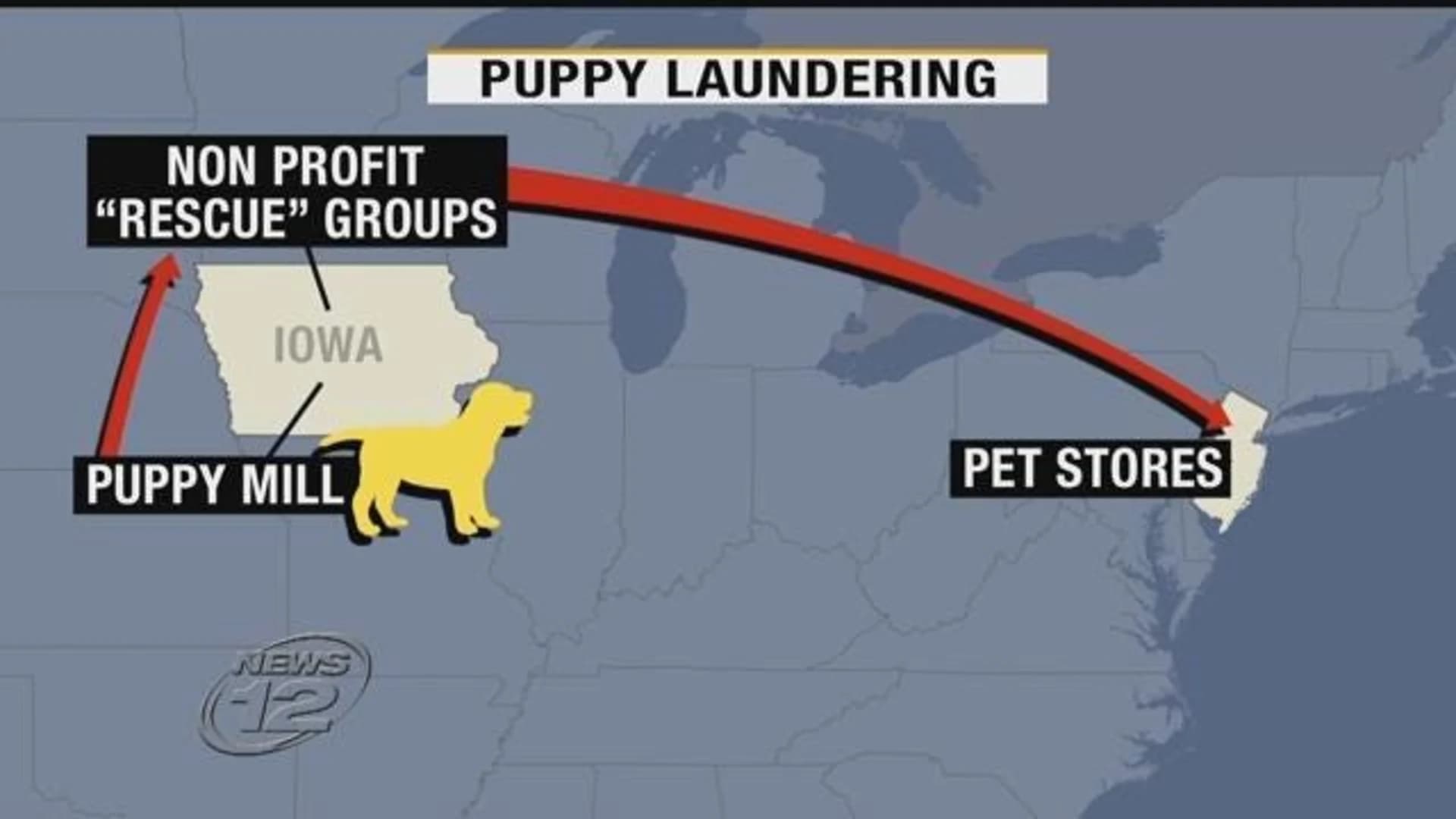 Officials: Iowa ‘puppy laundering’ ring has ties to New Jersey pet store