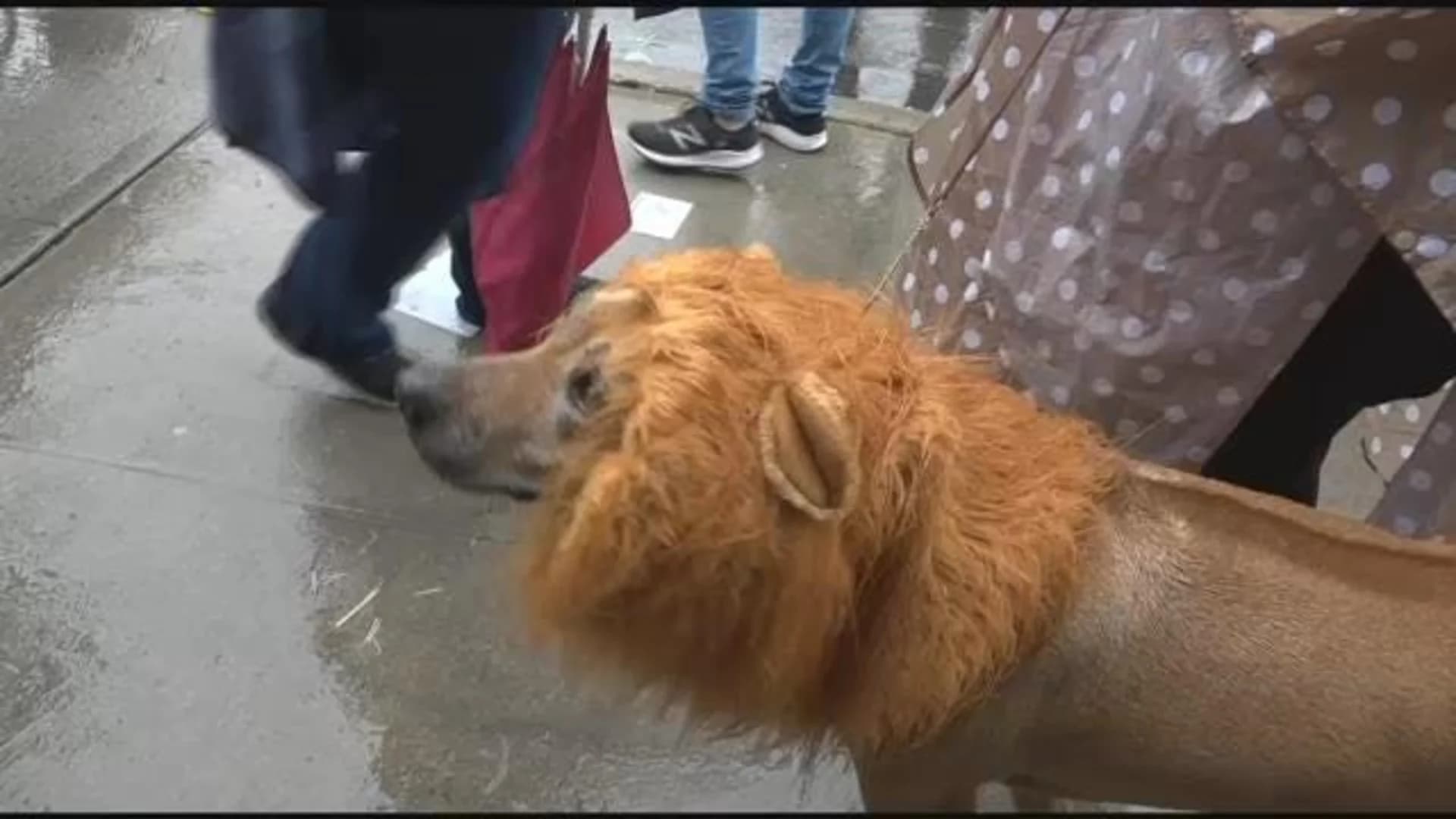 ‘Howl-O-Ween’ party aims to unite people with adoptable furry friends