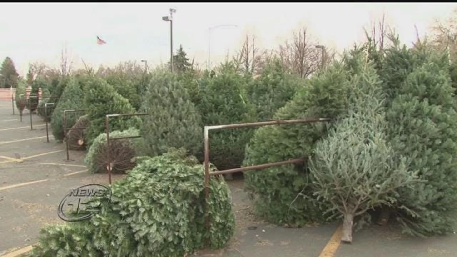 Small Christmas tree sellers say big retailers cut into their bottom line