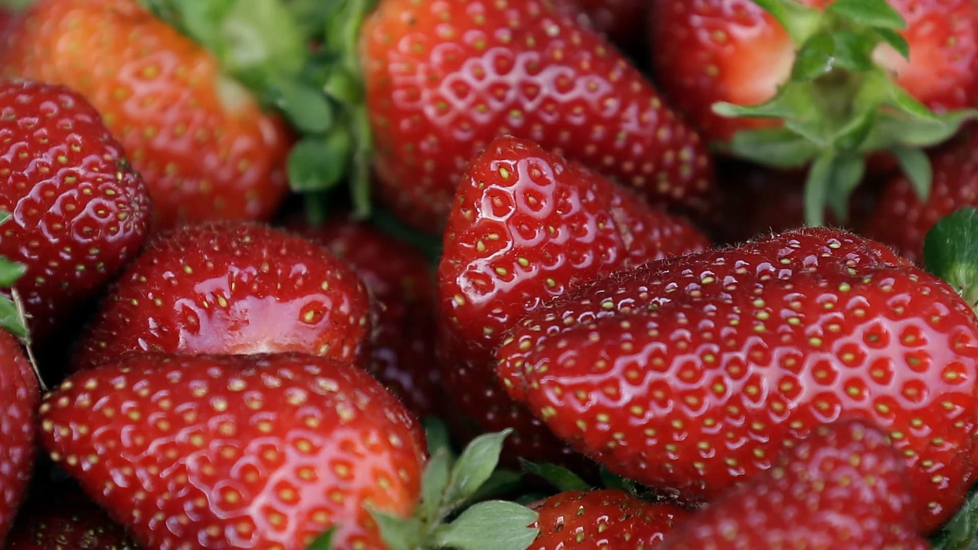 Guide: Where to go strawberry picking on Long Island