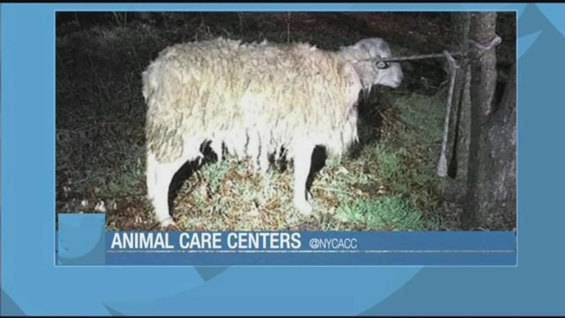 NYPD shepherds sheep found tied up in park to safety