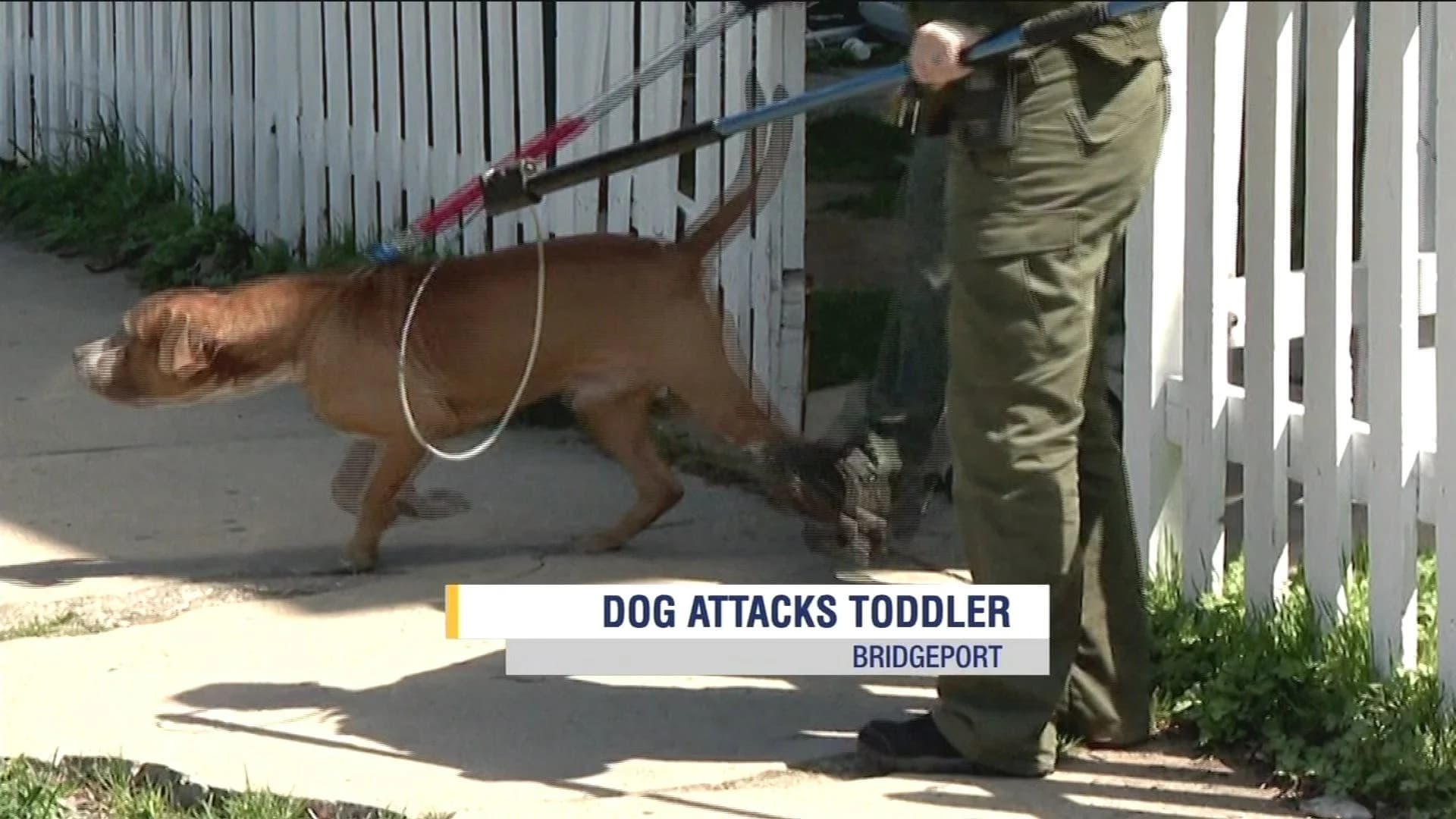 Bridgeport man saves toddler grandson from his own pit bull