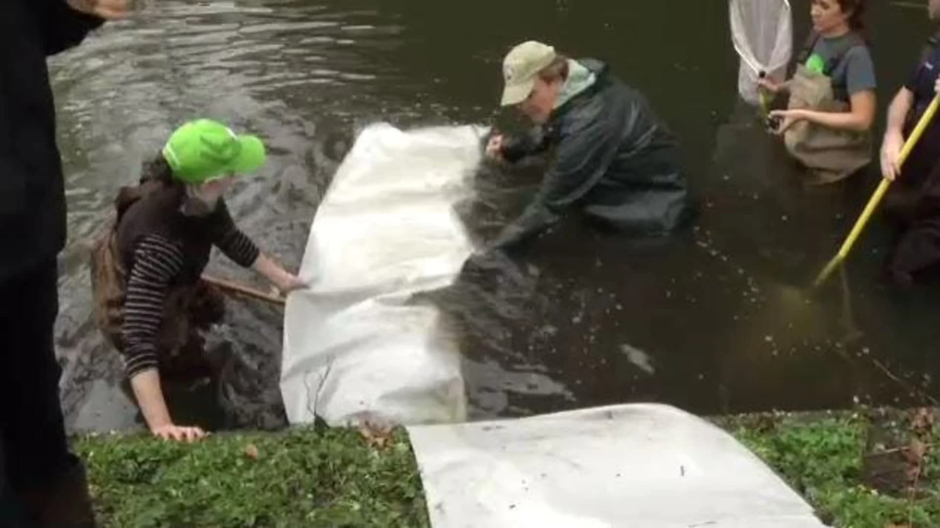 Herring released into Bronx River for repopulation