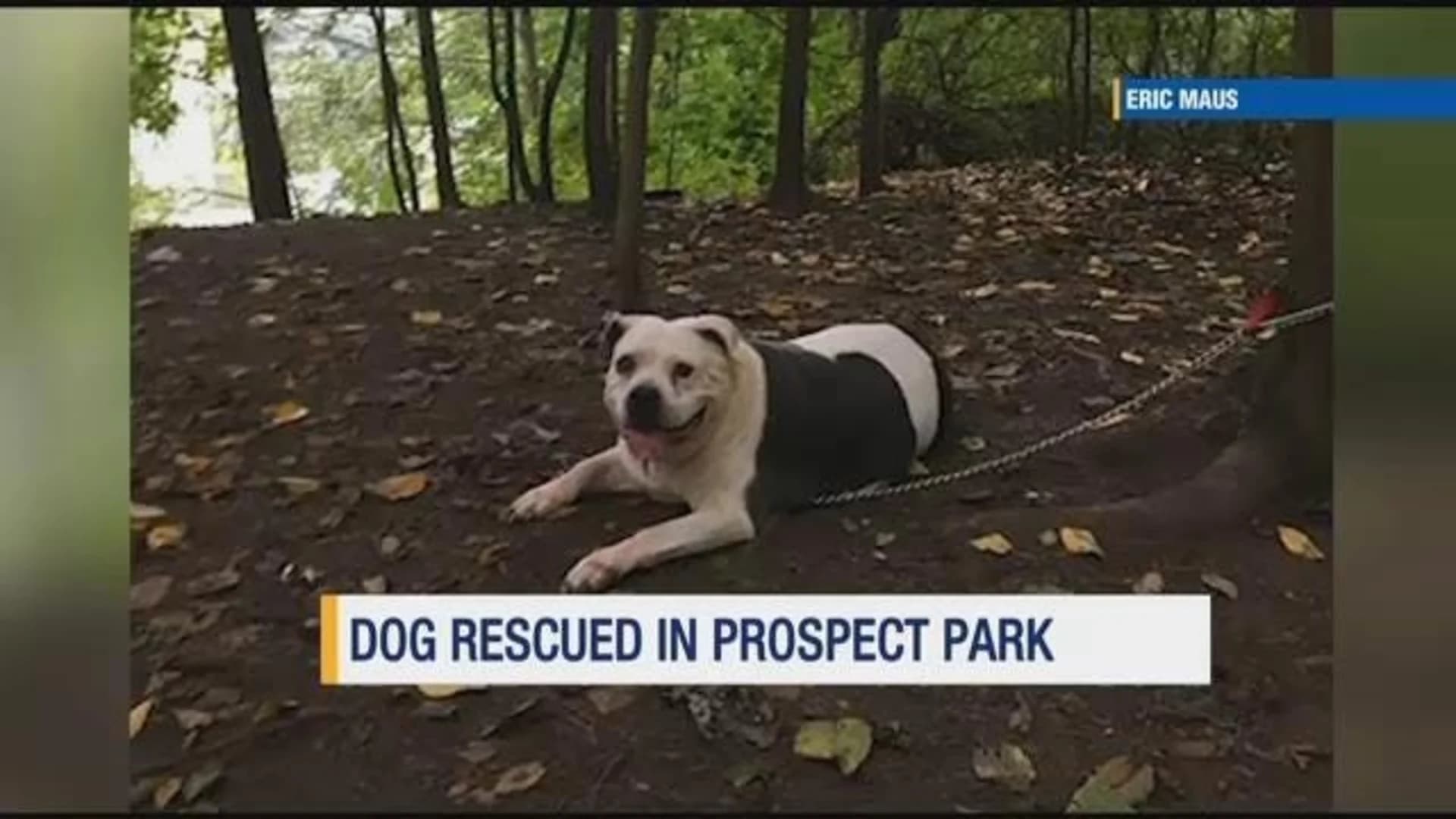 Good Samaritan helps dog abandoned in Prospect Park