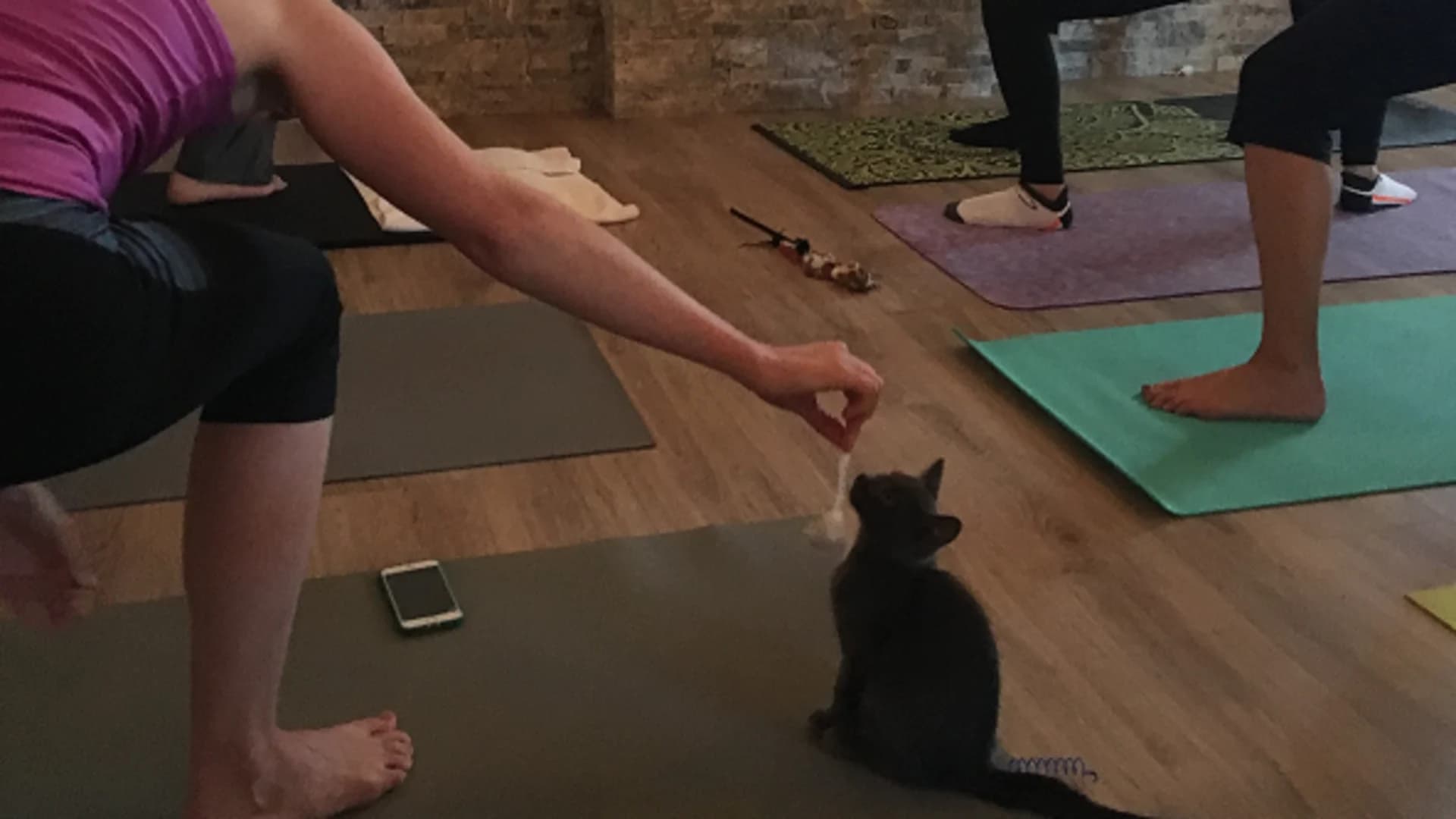 Photos: Kitten yoga event in Wantagh