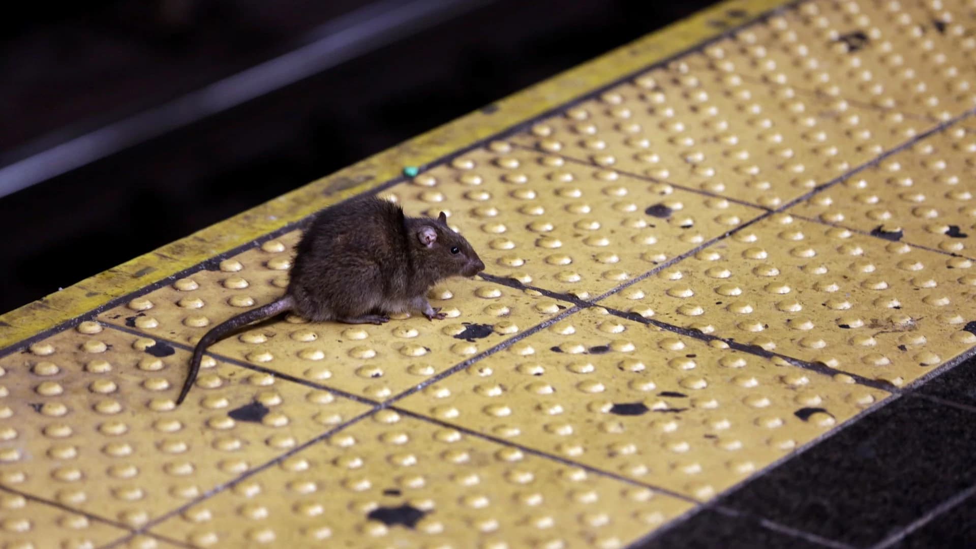 Oh, rats! As New Yorkers emerge from pandemic, so do rodents