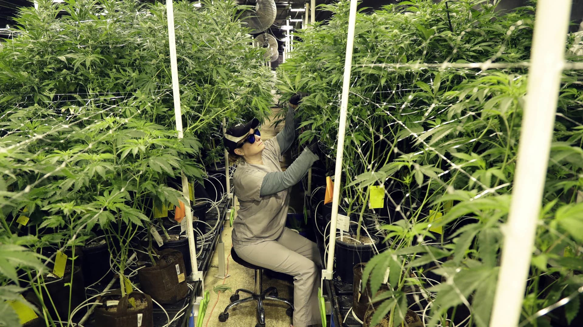 Gov. Cuomo proposes legalizing ‘adult-use’ marijuana, creating office to regulate it