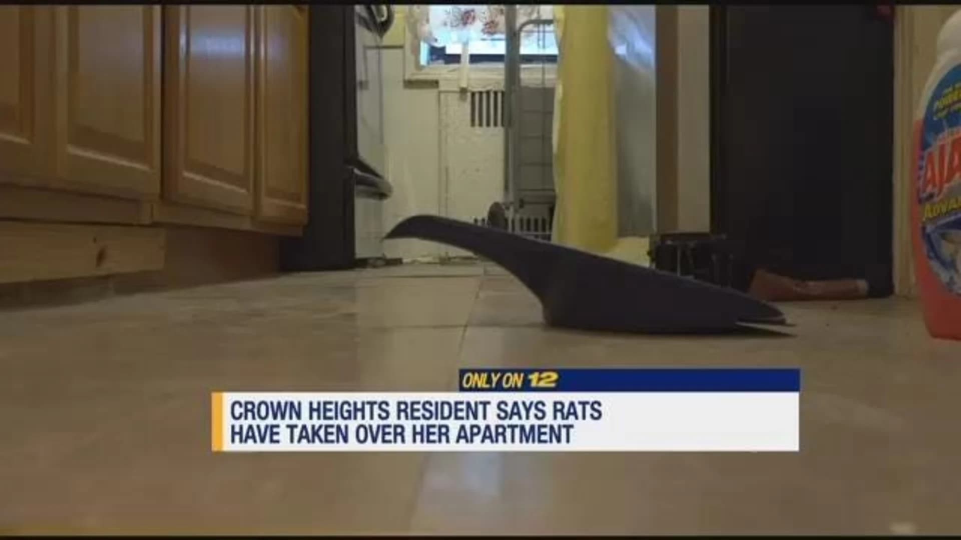 Rats! Crown Heights tenant claims infestation forced her from home
