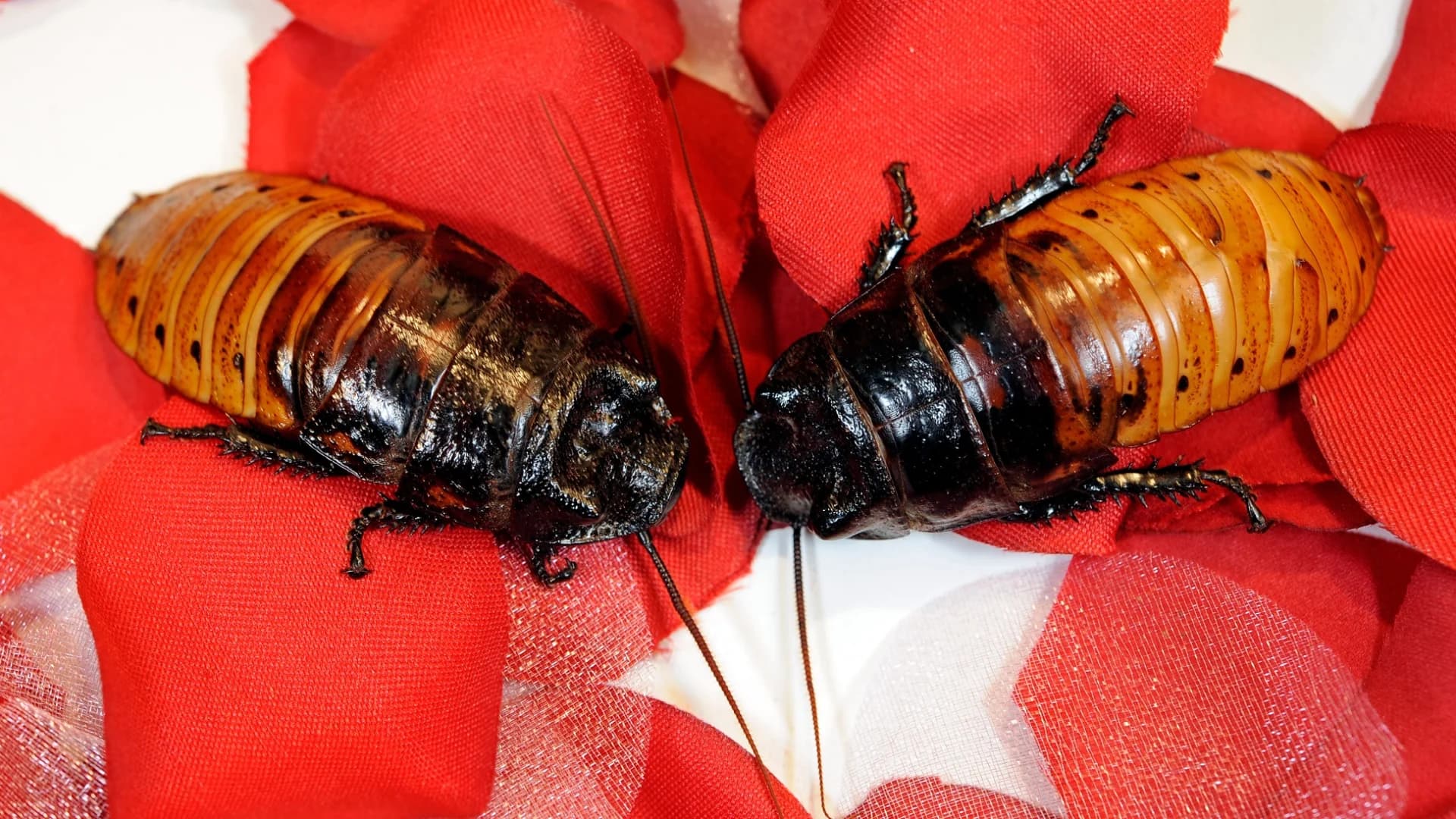 Name a Madagascar hissing cockroach at the Bronx Zoo for your valentine this year