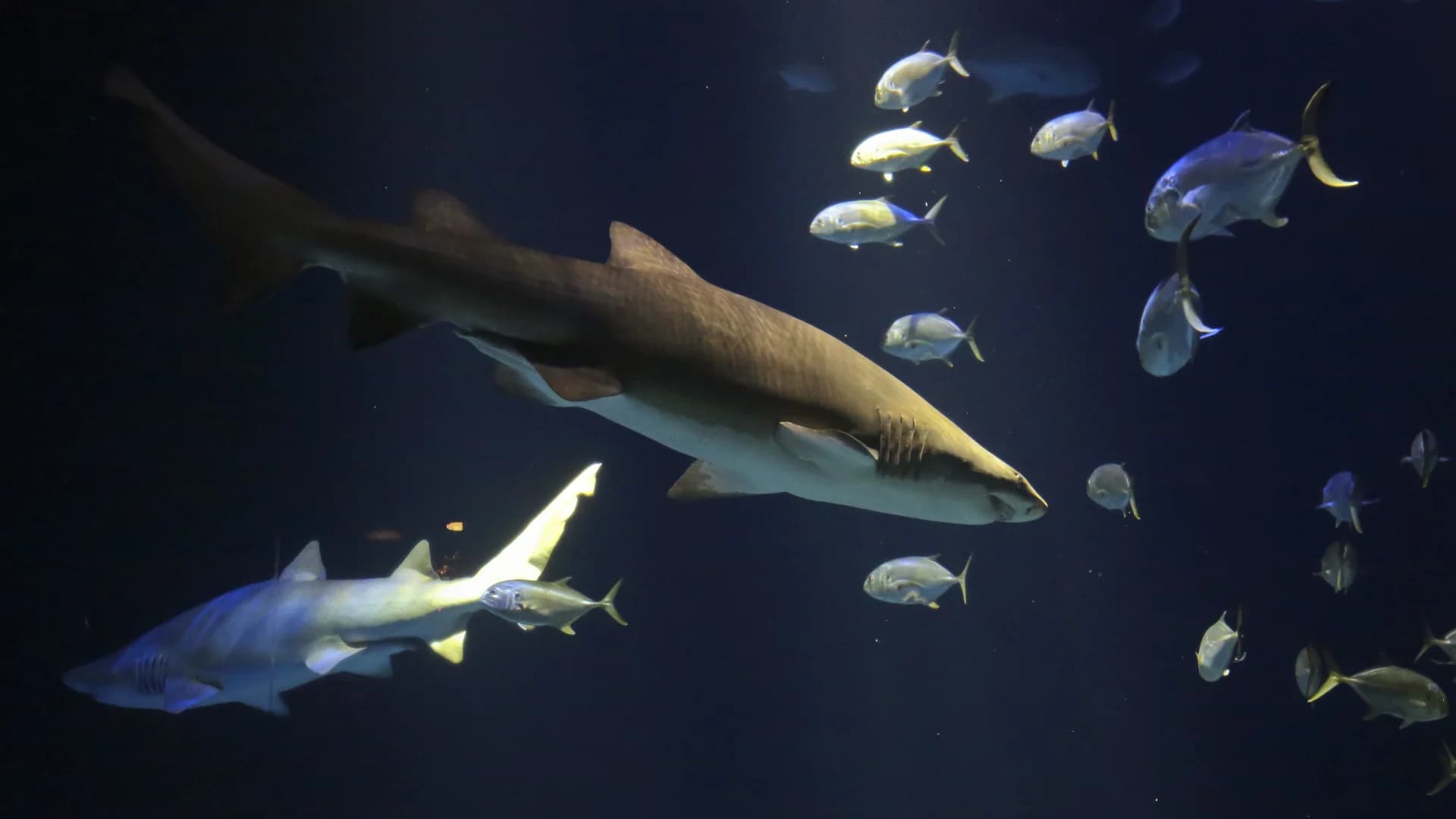 Are you looking for a wild virtual visit? Here are 3 videos of the New York Aquarium