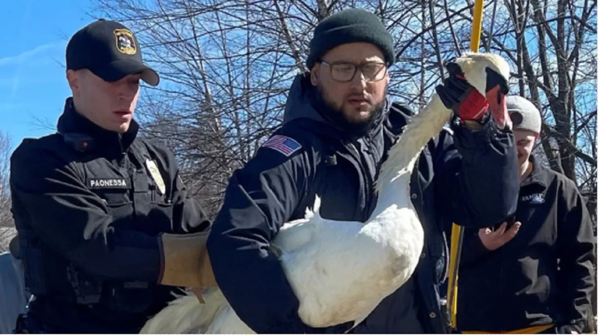 Animal control officers rescue injured swan stranded in dam at Musconetcong Lake